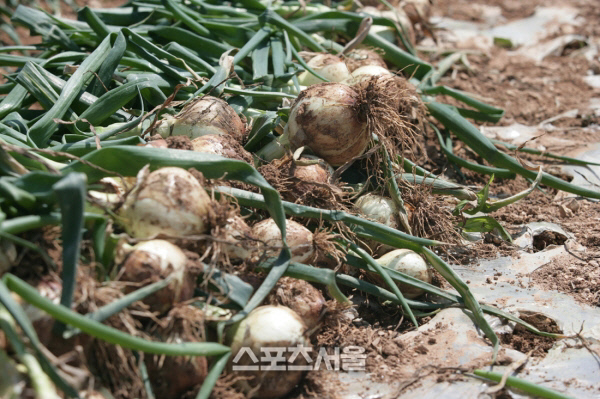 고흥군, 조생 양파 가격 안정화에 행정력 집주
