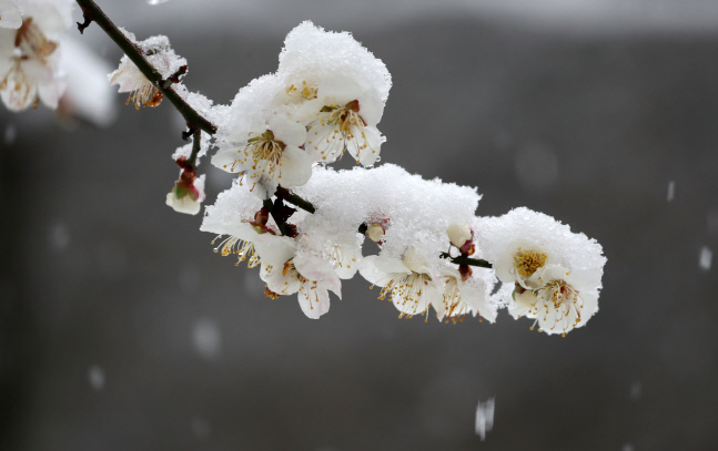 봄꽃 위에 핀 눈꽃