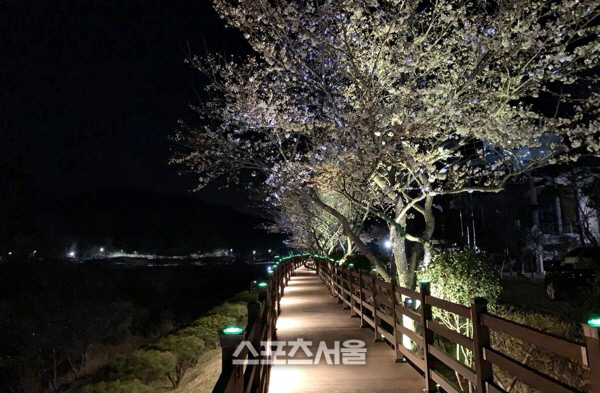 장흥군, “밤이 더 아름답다”