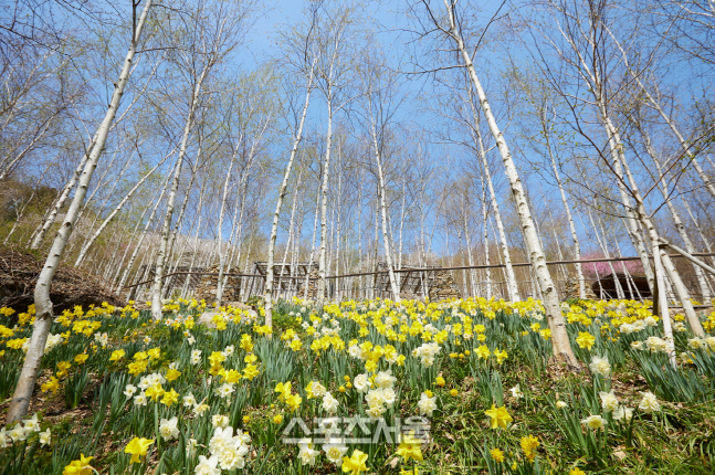 "100만원 혜택을 잡아라" 곤지암리조트.화담숲, '봄 수선화 축제' 및 SNS 인증샷 이벤트