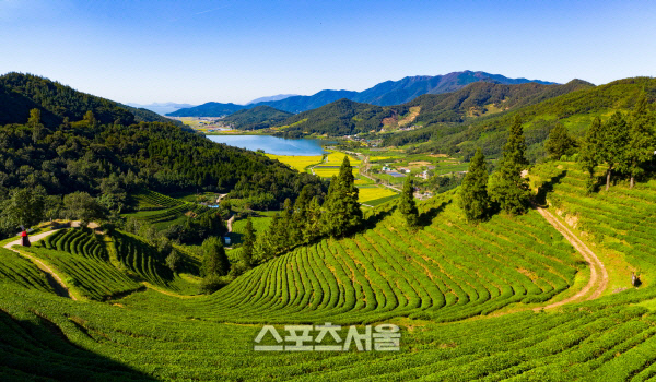 보성