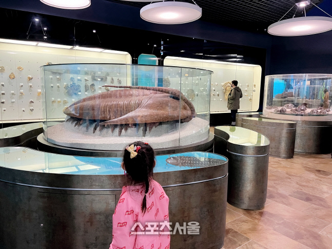 (태백) 고생대 바다를 지배한 생물, 삼엽충 모형_이정화 촬영