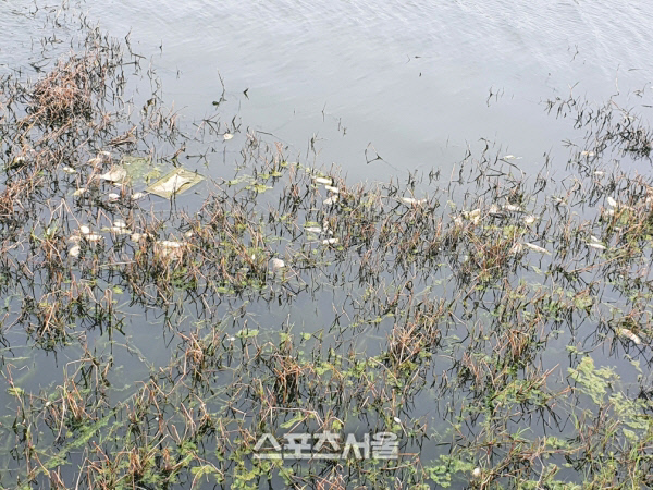 무안군, 봄철 저수지 물고기 폐사 원인파악 나서