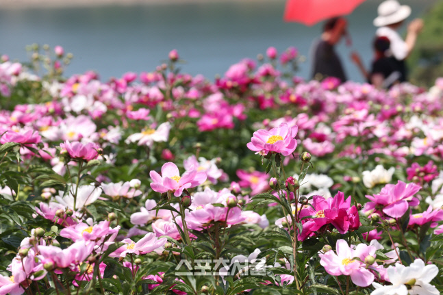 “아름다운 작약꽃과 수려한 옥정호 경관 보며 힐링한다”