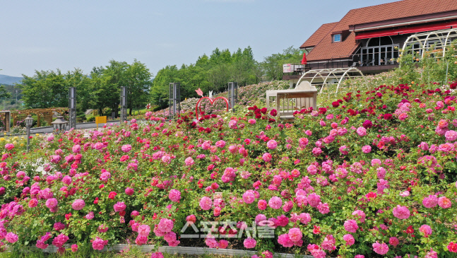 임실치즈테마파크, 장미꽃 러블리가든 조성…아름다운 볼거리 제공
