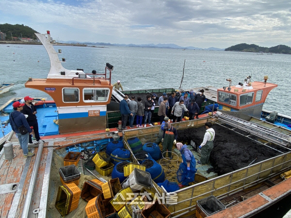 진도군, 물김 위판액 1078억원...‘전국 2위, 명성 유지’