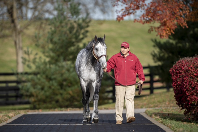 이제는 우체국장 경주마, 은퇴후 더 빛나는 닉스고
