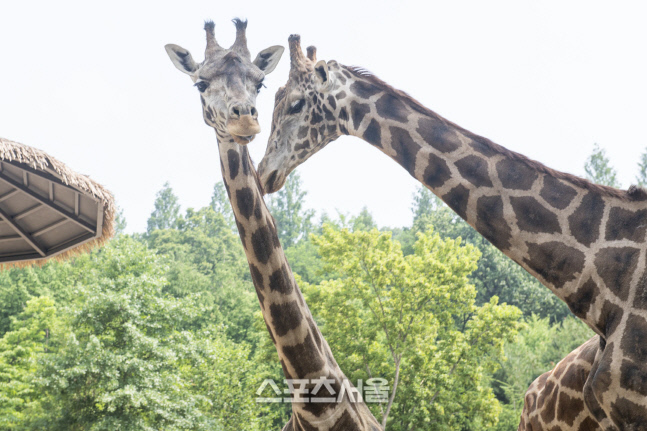 에버랜드, 세계 기린의 날 맞아 고객들과 기린 보호 활동 (5)
