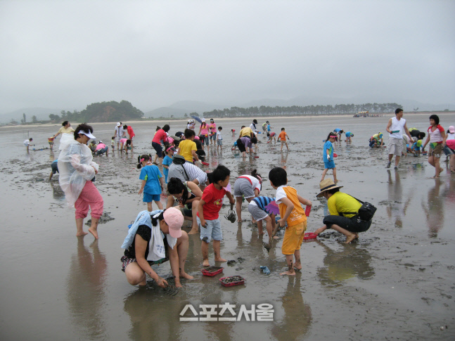 사본 -고창 갯벌축제(2019년 자료사진_조개캐기)