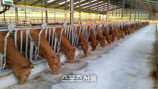 강진군, 특별사료구매자금 40억원 확보로