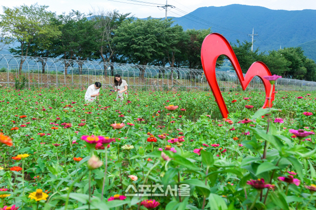 평창백일홍축제_013