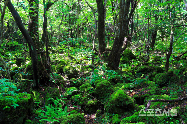 1_환상숲곶자왈