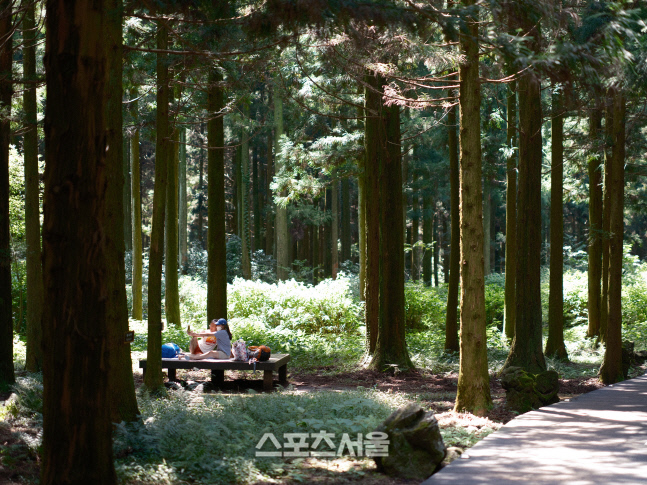 3_무장애숲_붉은오름자연휴양림