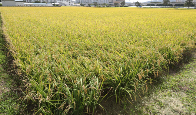 [오늘날씨]제주·남해 강풍주의보…낮최고 30도 늦더위 기승