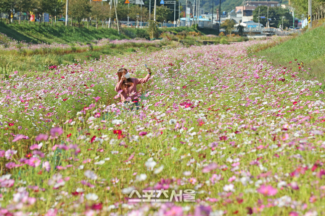 임실천 코스모스, 일상에 지친 심신 달래줄 아름다운 산책로 제공