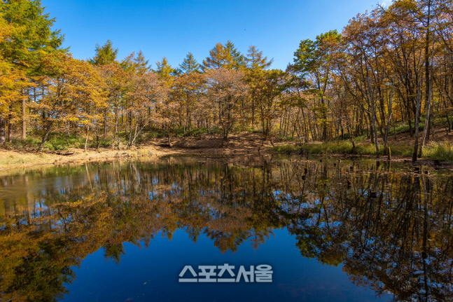 [하이원리조트] 도롱이연못 가을 전경