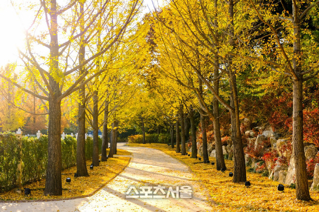 에버랜드 단풍_은행나무길