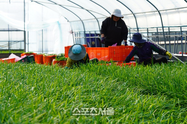 해남군, "틈새 고소득작목 겨울부추 납시오"
