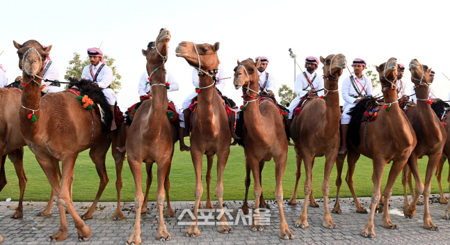 [포토] 낙타 탄 카타르 경찰들