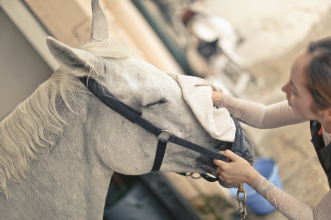 경주마 복지개선, 5년간 100억원 규모로 키운다