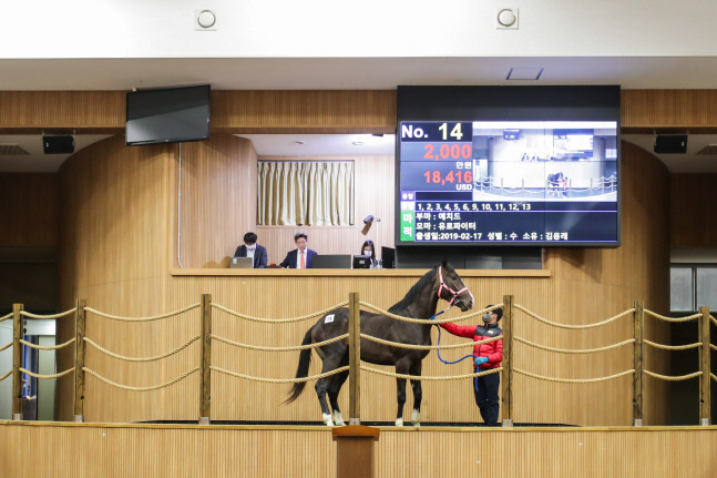 (기획2)(사진)제주 경주마 경매현장 (3)