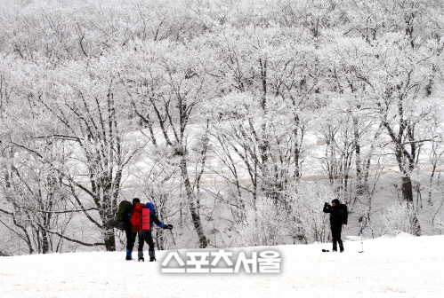 삼양대관령목장 004