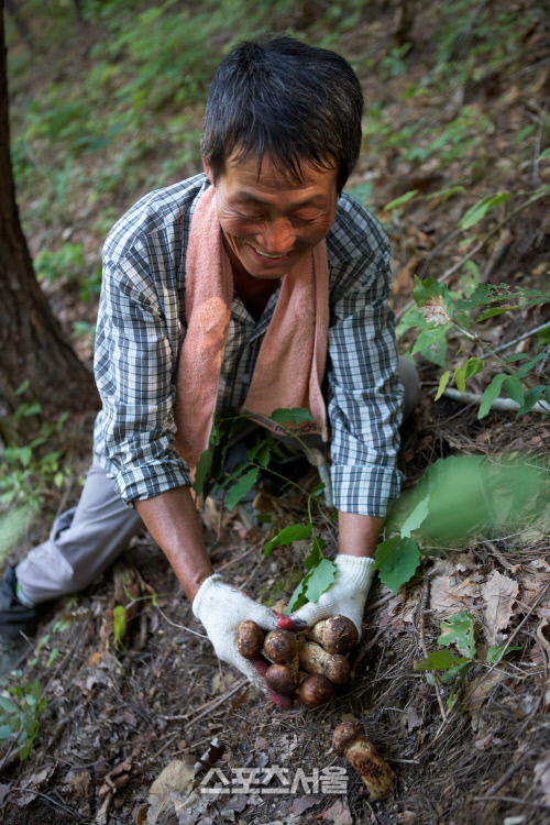 울진금강송송이축제 01