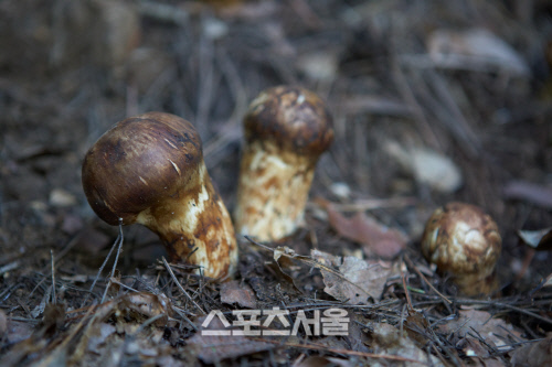 울진금강송송이축제 14