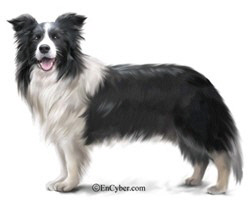 보더콜리위키디피아