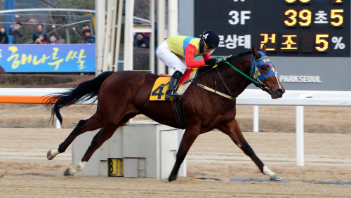 문세영 최다승 04(11월 23일 일요 8경주)