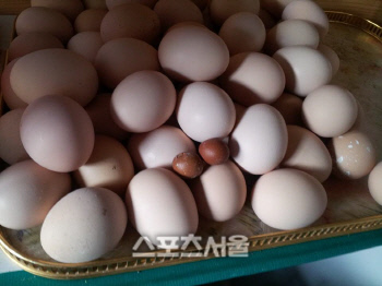 수탉이 낳은 알 1