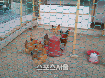 알 낳은 수탉